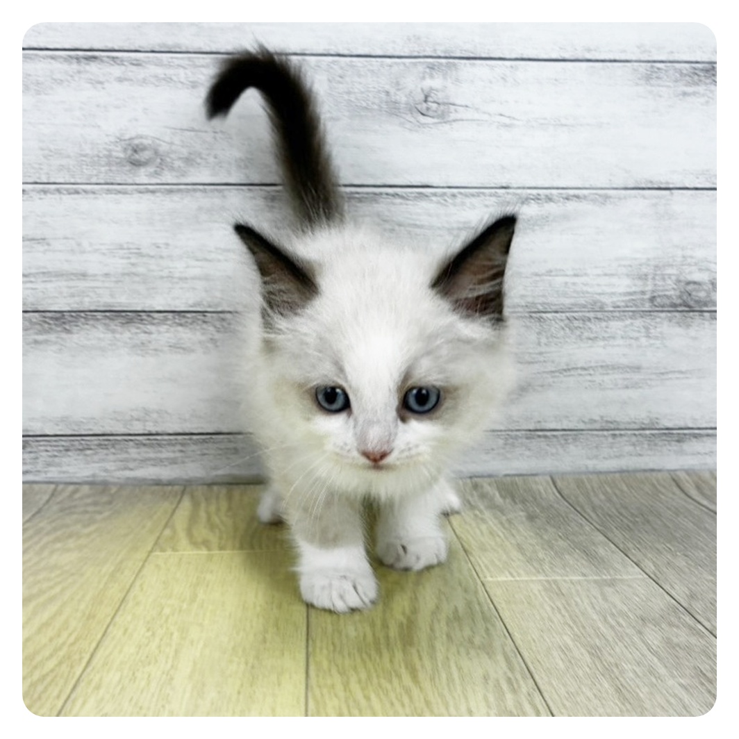 愛知県のラグドール (犬の家＆猫の里春日井本店/2026年7月1日生まれ/男の子/シールポイントバイカラー)の子猫