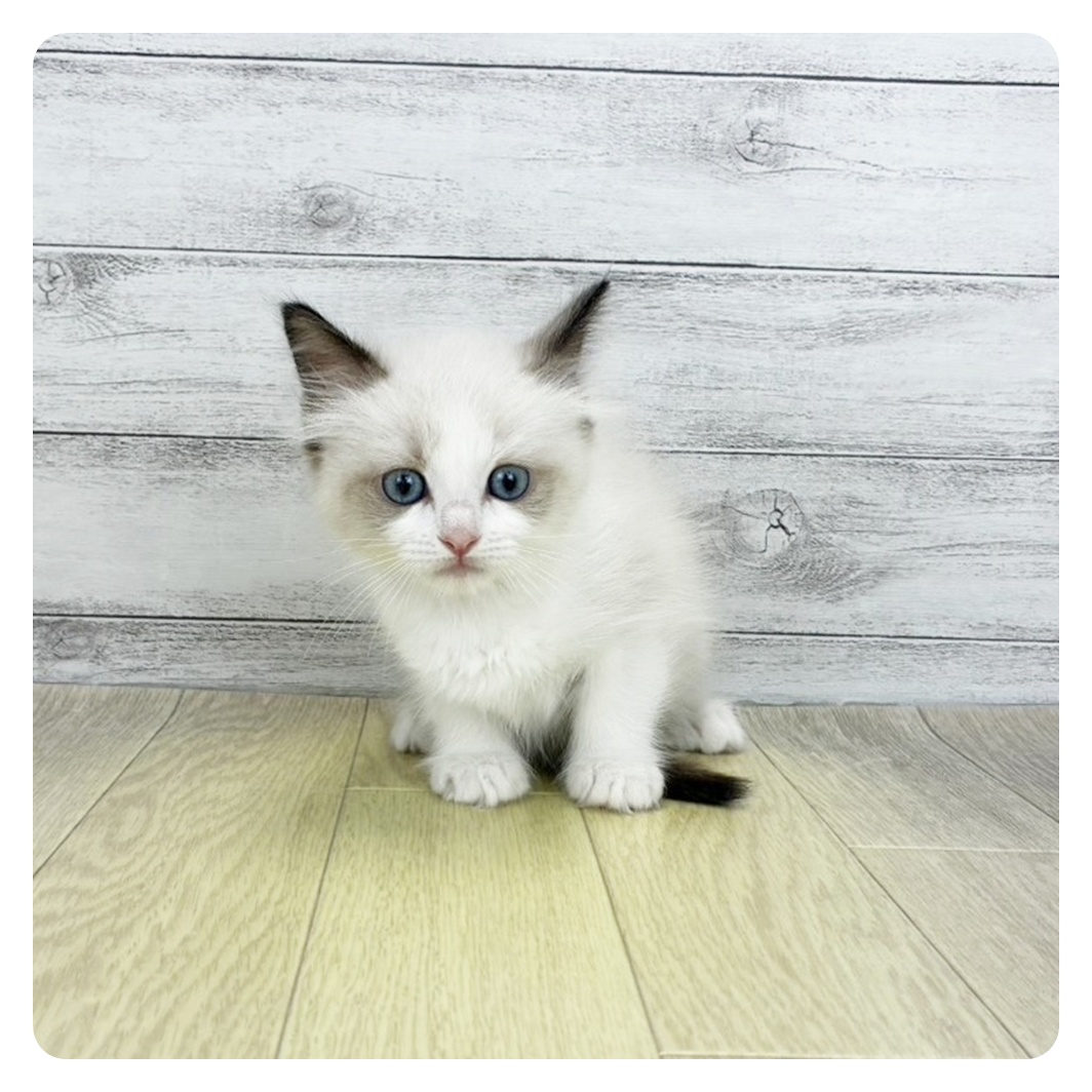 愛知県のラグドール (犬の家＆猫の里春日井本店/2026年7月1日生まれ/女の子/シールポイントバイカラー)の子猫