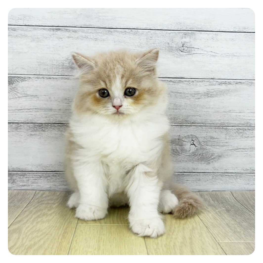愛知県のスコティッシュフォールド (犬の家＆猫の里春日井本店/2026年6月30日生まれ/女の子/クリームタビーホワイト)の子猫