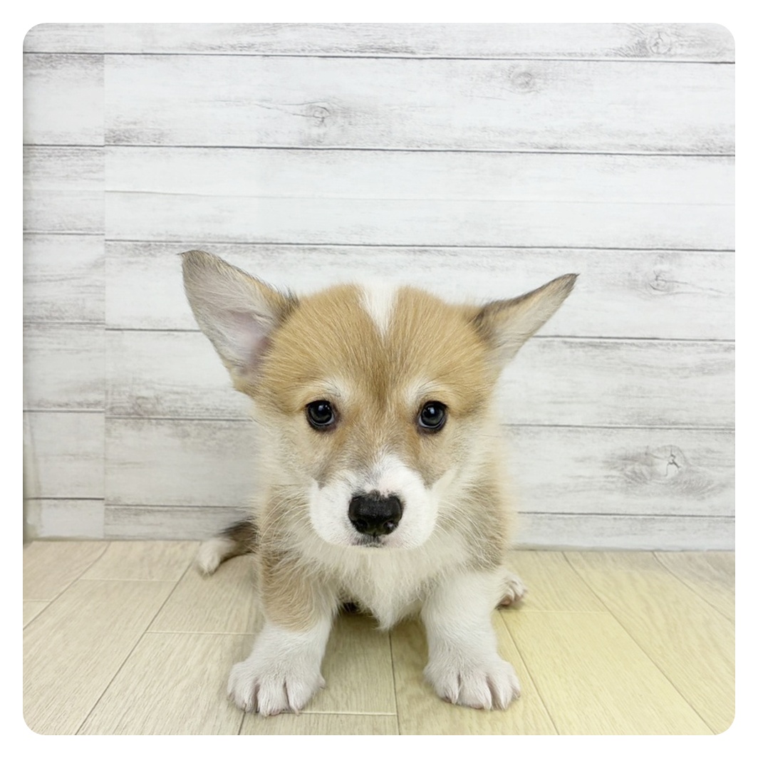 愛知県のウェルシュコーギーペンブローク (犬の家＆猫の里春日井本店/2026年7月3日生まれ/男の子/セーブルホワイト)の子犬