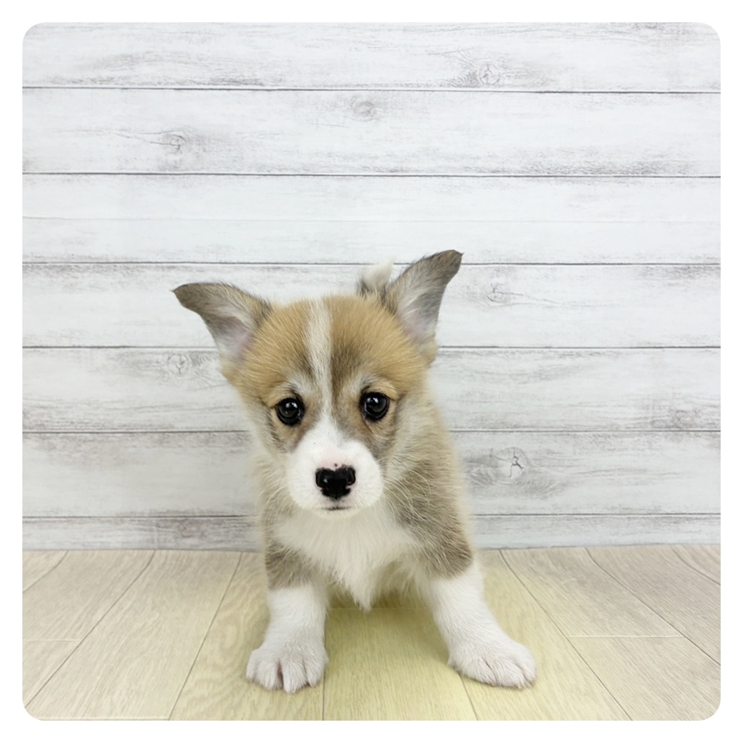 大阪府のウェルシュコーギーペンブローク (犬の家＆猫の里そよら東岸和田店/2026年7月3日生まれ/男の子/セーブルホワイト)の子犬の4枚目の画像