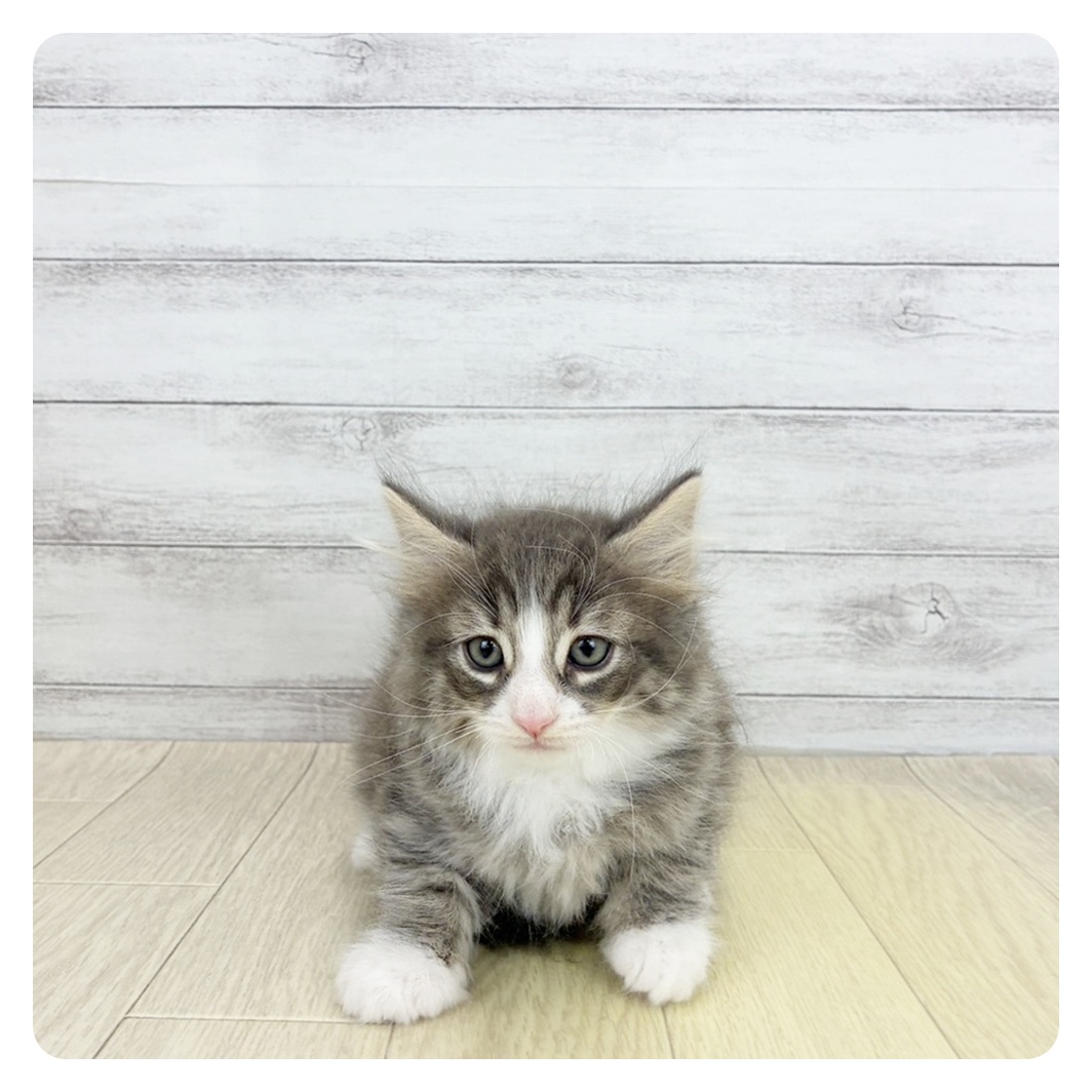 愛知県のノルウェージャンフォレストキャット (犬の家＆猫の里春日井本店/2026年7月4日生まれ/男の子/ブルータビーホワイト)の子猫