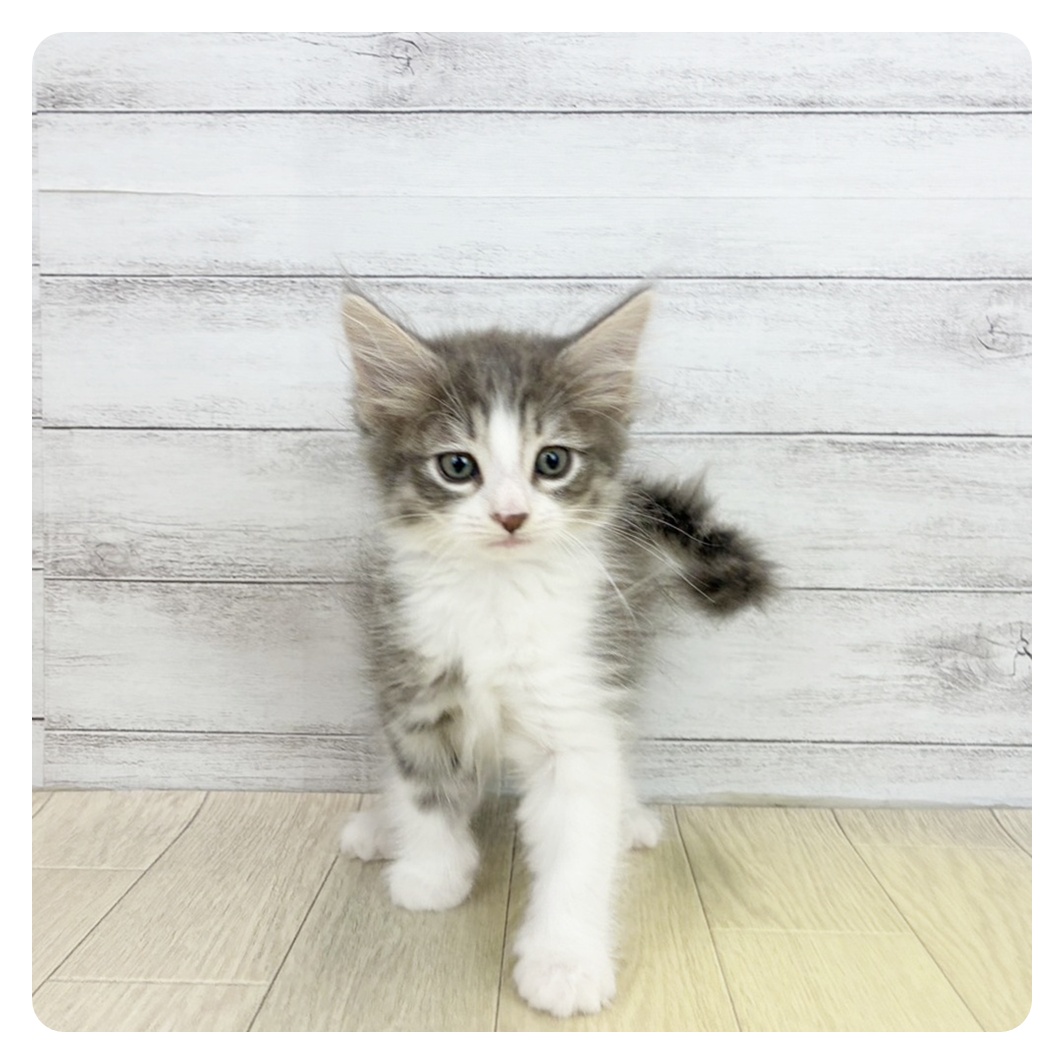 愛知県のノルウェージャンフォレストキャット (犬の家＆猫の里春日井本店/2026年7月4日生まれ/女の子/ブルータビーホワイト)の子猫