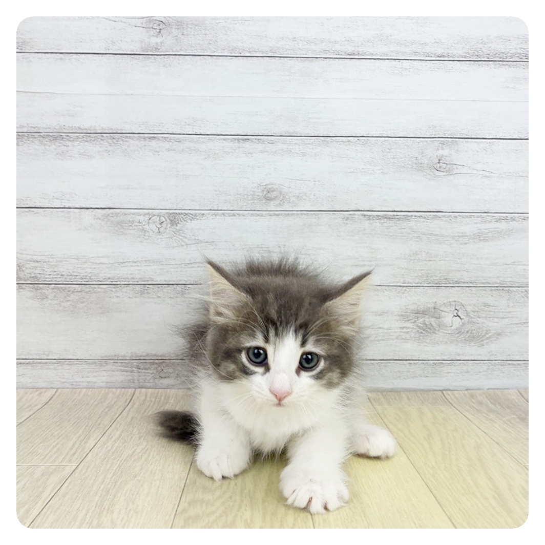 愛知県のノルウェージャンフォレストキャット (犬の家＆猫の里春日井本店/2026年7月4日生まれ/女の子/ブルータビーホワイト)の子猫