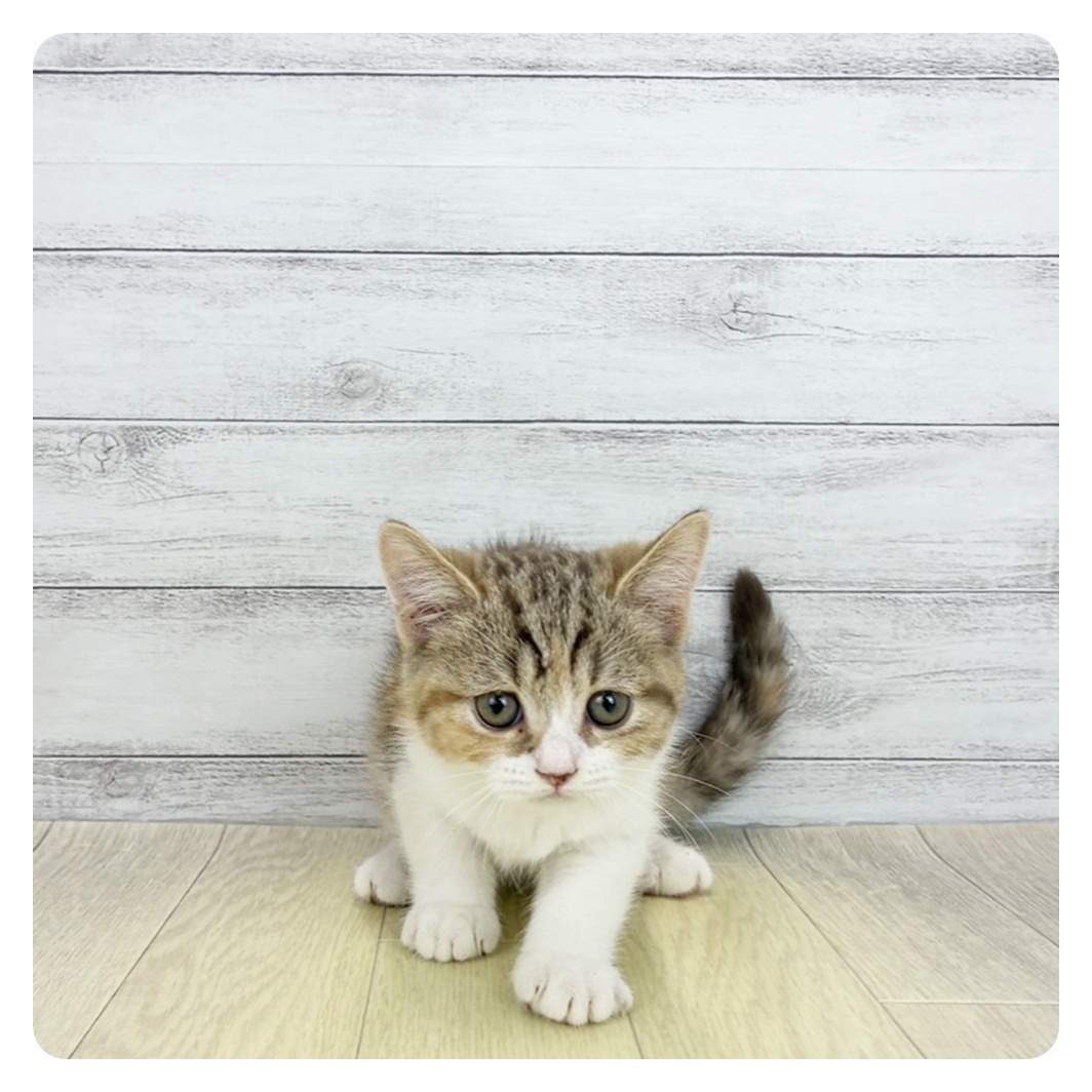 愛知県のスコティッシュストレート (犬の家＆猫の里春日井本店/2026年7月4日生まれ/女の子/チョコレートパッチドタビー&ホワイト)の子猫