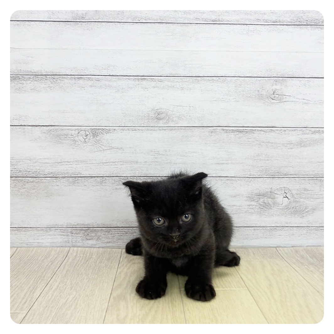 愛知県のスコティッシュフォールド (犬の家＆猫の里春日井本店/2026年7月4日生まれ/女の子/ブラック)の子猫