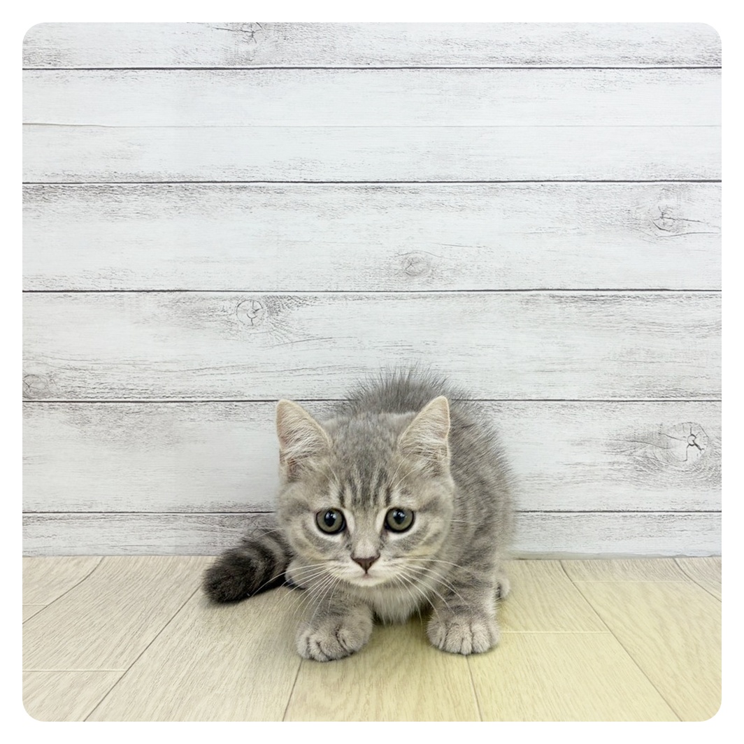 愛知県のスコティッシュストレート (犬の家＆猫の里春日井本店/2026年7月4日生まれ/女の子/ブルーパッチドタビー)の子猫