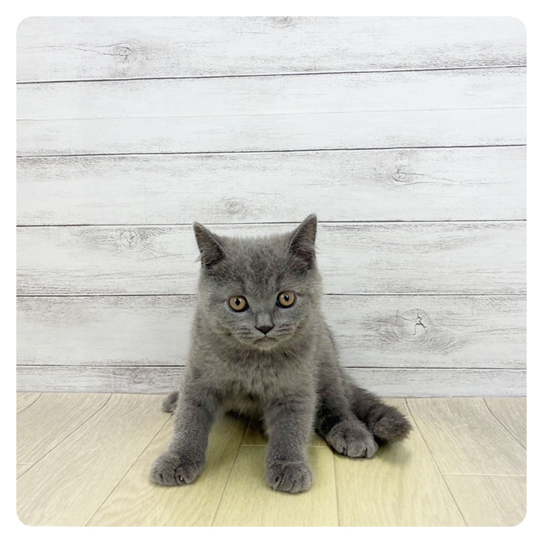 愛知県のブリティッシュショートヘアー (犬の家＆猫の里MiO香久山店/2026年7月1日生まれ/男の子/ブルー)の子猫の3枚目の画像