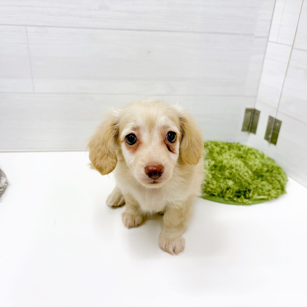 石川県のチワックス(チワワ×ダックス) (犬の家＆猫の里アミーゴ金沢おこばた店/2026年7月3日生まれ/女の子/クリーム)の子犬の1枚目の画像