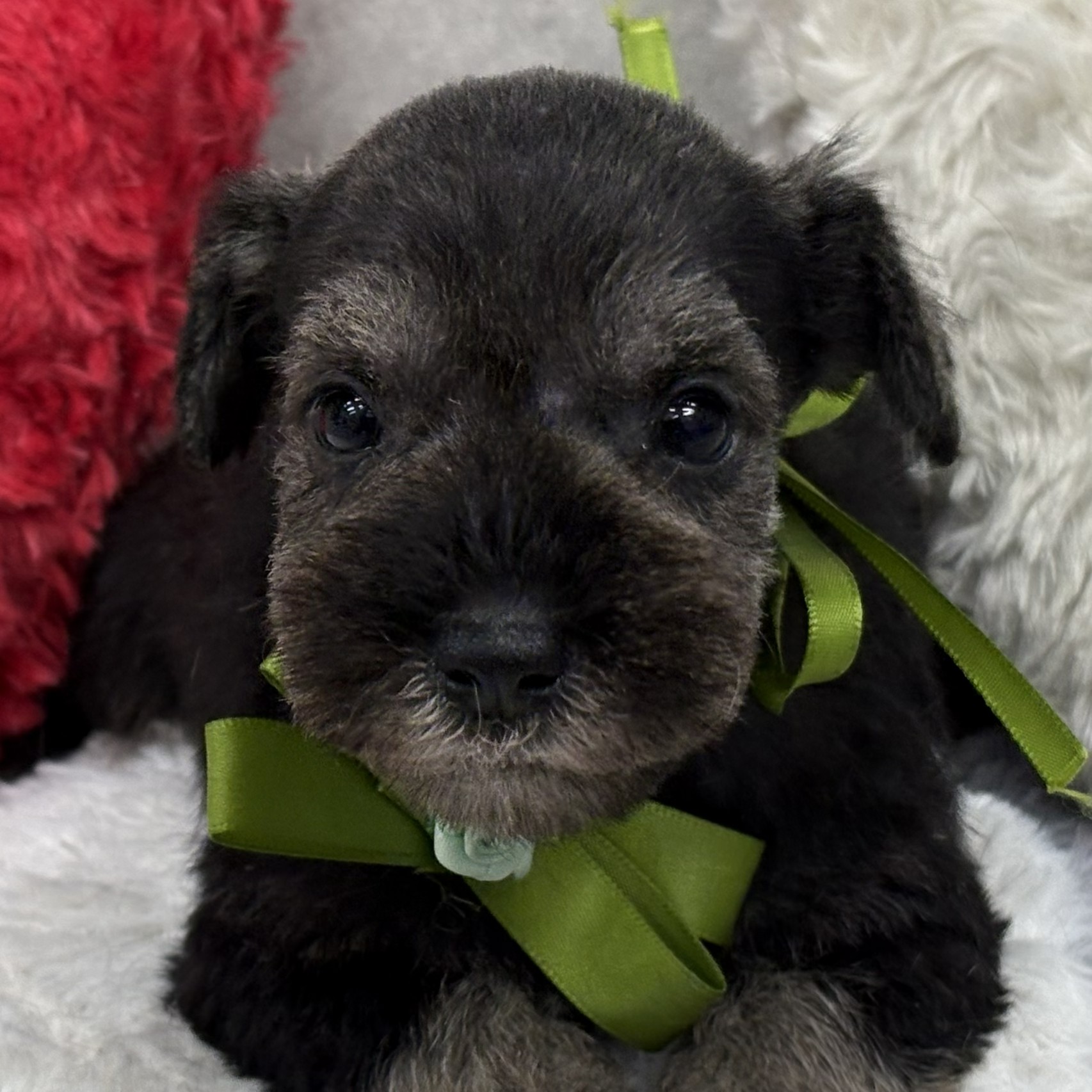 愛知県のミニチュアシュナウザー (犬の家＆猫の里七宝店/2026年7月3日生まれ/男の子/ソルトペッパー)の子犬の3枚目の画像