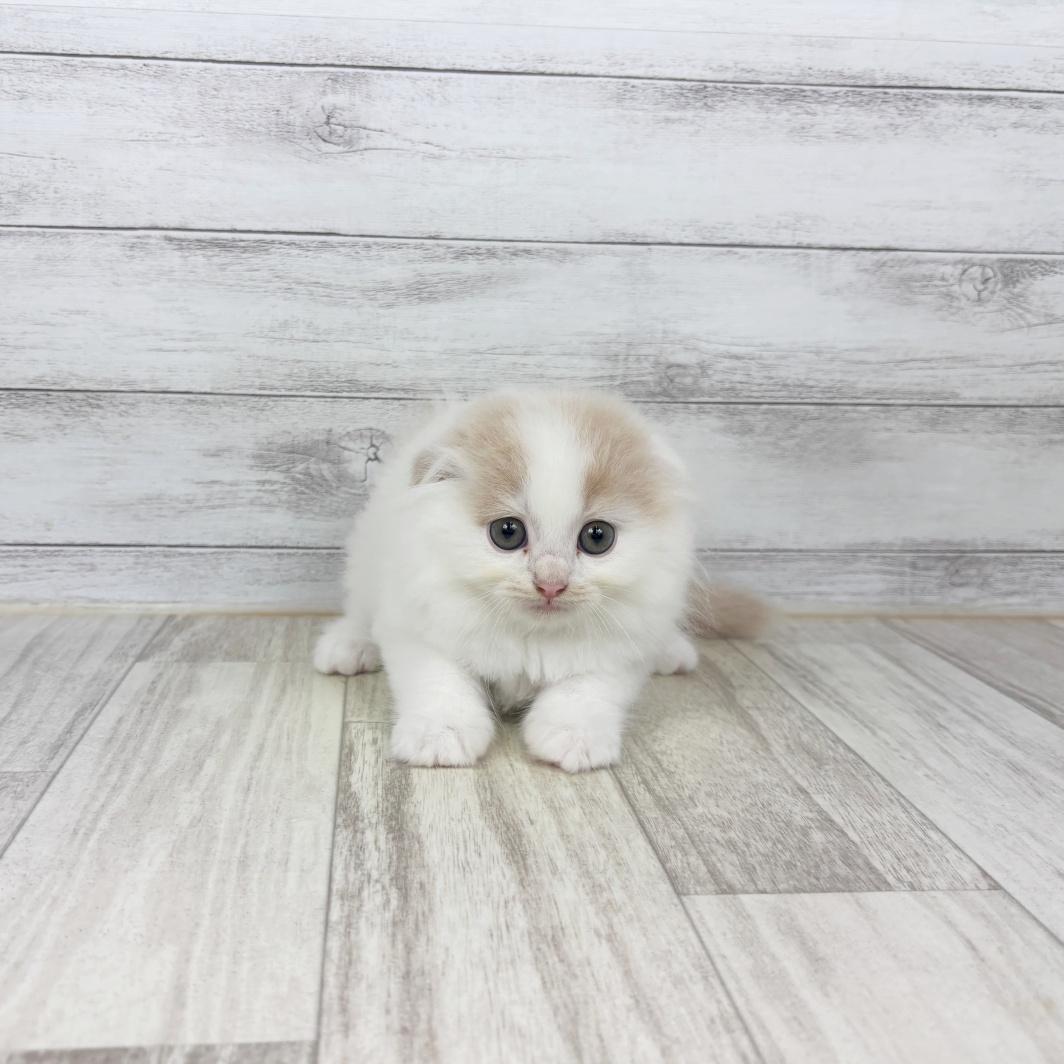 兵庫県のスコティッシュフォールド (犬の家＆猫の里川西店/2026年7月5日生まれ/男の子/クリームタビーホワイト)の子猫