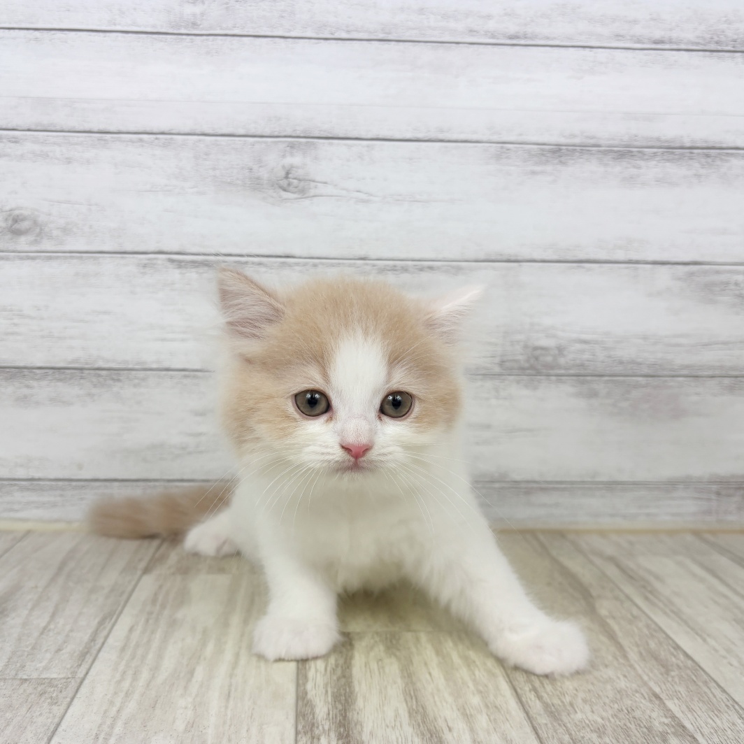 兵庫県のスコティッシュストレート (犬の家＆猫の里川西店/2026年7月5日生まれ/男の子/クリームタビーホワイト)の子猫