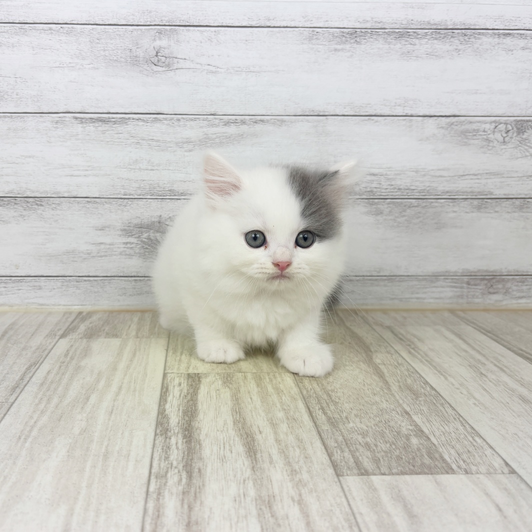 兵庫県のスコティッシュストレート (犬の家＆猫の里川西店/2026年7月5日生まれ/男の子/ブルータビーホワイト)の子猫