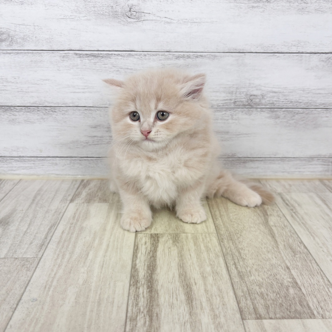 兵庫県のスコティッシュストレート (犬の家＆猫の里川西店/2026年6月27日生まれ/男の子/クリームタビー)の子猫