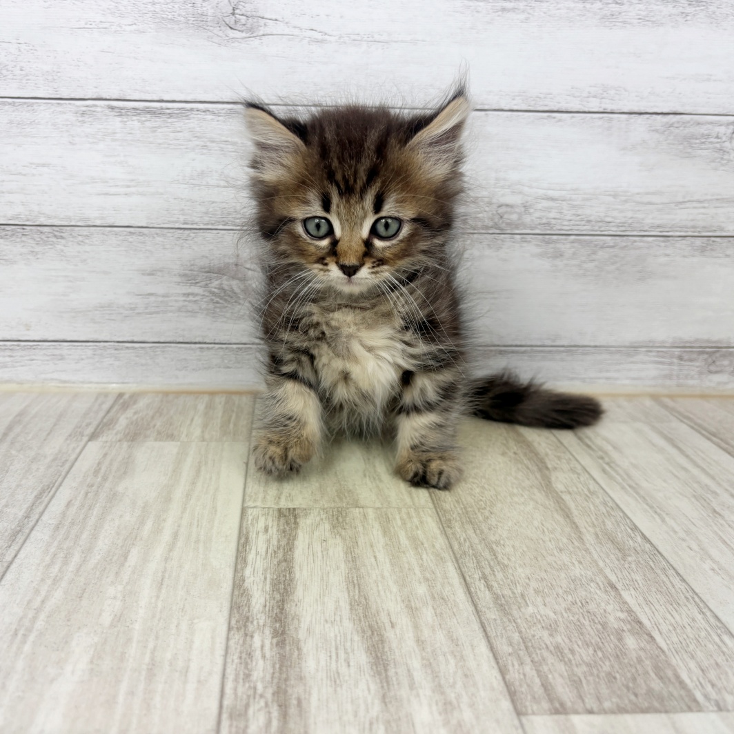兵庫県のミヌエット (犬の家＆猫の里川西店/2026年7月5日生まれ/男の子/ブラウンタビー)の子猫