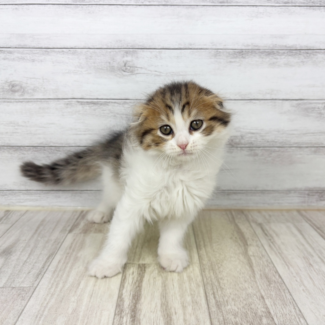 兵庫県のスコティッシュフォールド (犬の家＆猫の里川西店/2026年7月3日生まれ/男の子/ブラウンマッカレルタビーホワイト)の子猫