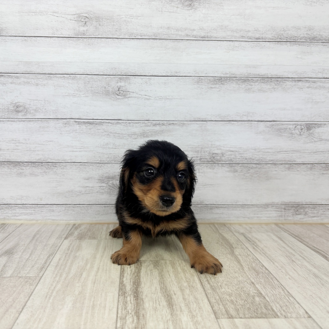 兵庫県のカニンヘンダックスフンド(ロング) (犬の家＆猫の里川西店/2026年7月3日生まれ/男の子/ブラックタン)の子犬