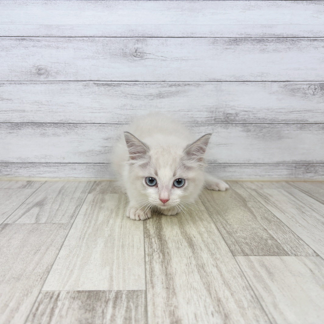 兵庫県のラグドール (犬の家＆猫の里川西店/2026年7月2日生まれ/男の子/ブルーリンクスポイントバイカラー)の子猫