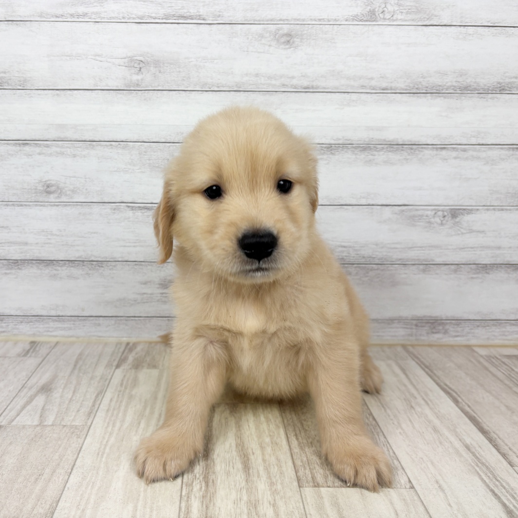 兵庫県のゴールデンレトリバー (犬の家＆猫の里川西店/2026年7月4日生まれ/男の子/ゴールデン)の子犬