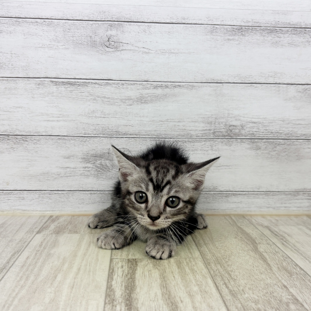 兵庫県のマンチカン (犬の家＆猫の里川西店/2026年7月4日生まれ/男の子/シルバータビー)の子猫