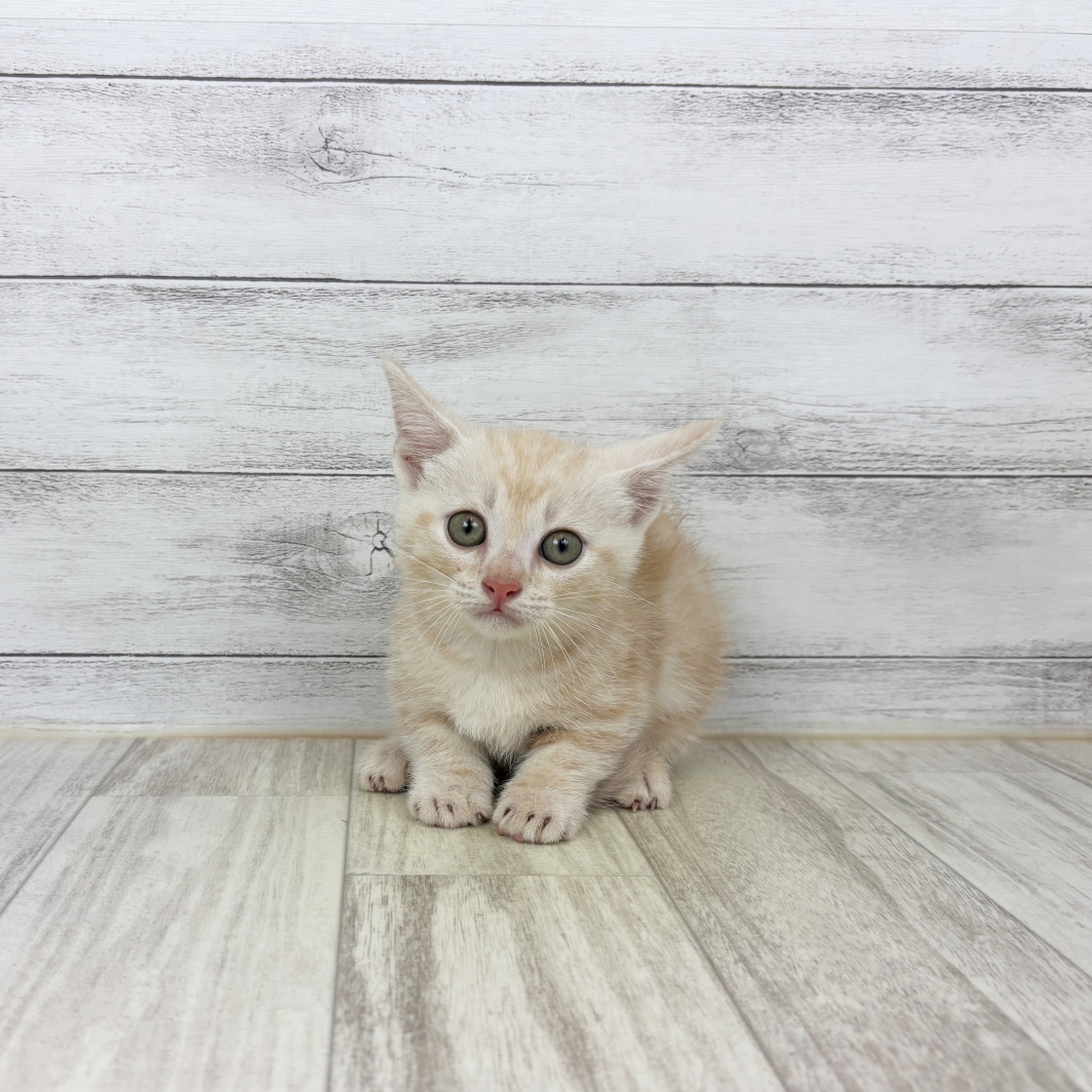 兵庫県のマンチカン (犬の家＆猫の里川西店/2026年7月3日生まれ/女の子/クリームタビー)の子猫