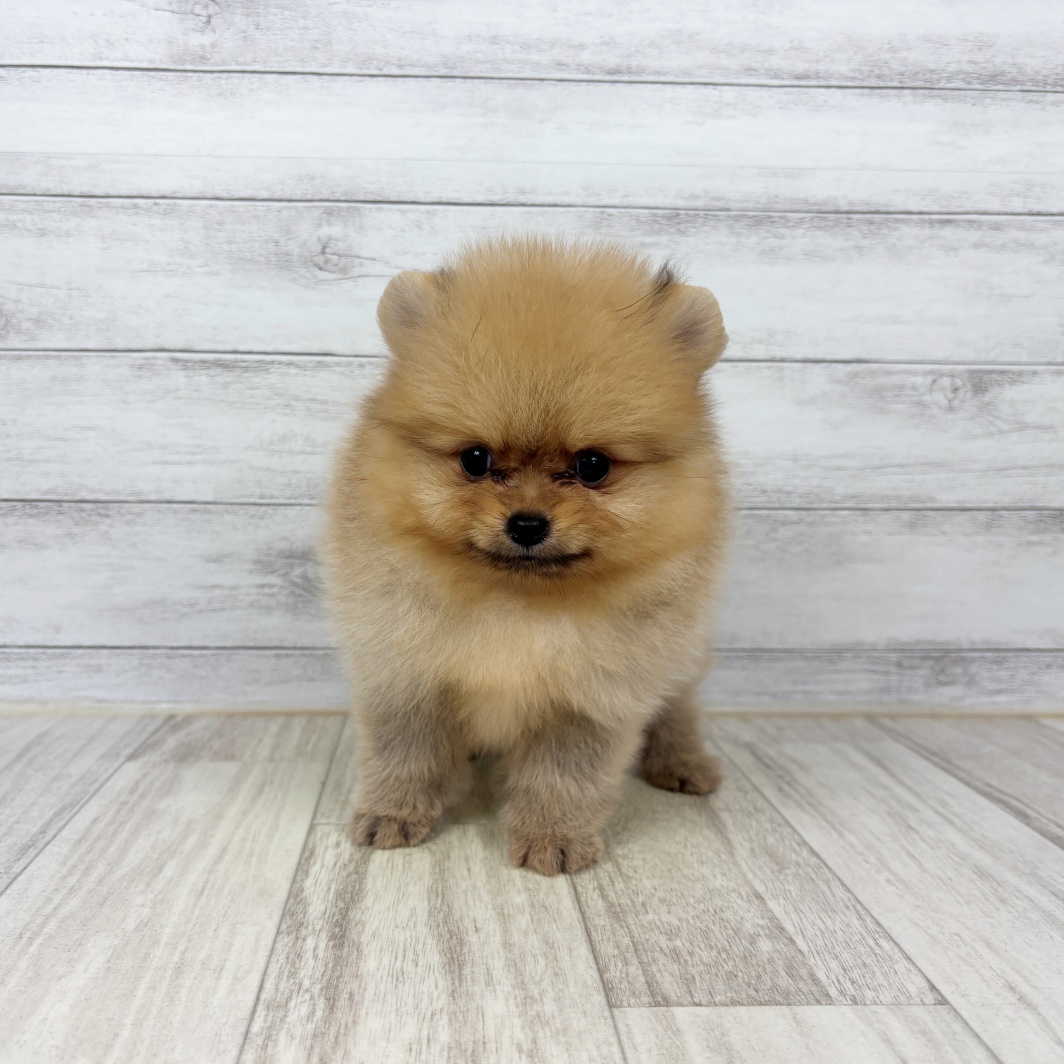 兵庫県のポメラニアン (犬の家＆猫の里川西店/2026年7月4日生まれ/女の子/オレンジ)の子犬