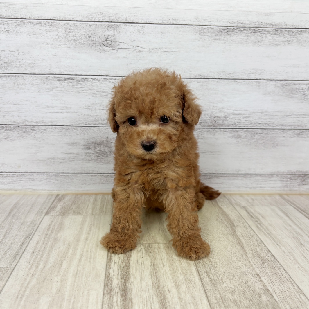 兵庫県のトイプードル(タイニー) (犬の家＆猫の里川西店/2026年7月5日生まれ/男の子/レッド)の子犬