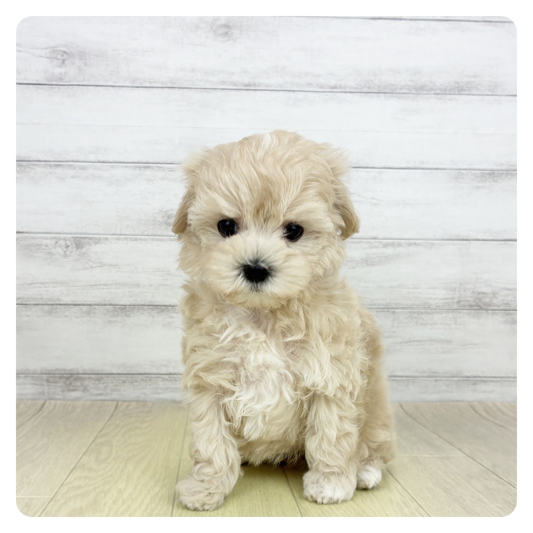 愛知県のマンチカン (犬の家＆猫の里春日井本店/2026年6月26日生まれ/女の子/ブルータビーホワイト)の子猫