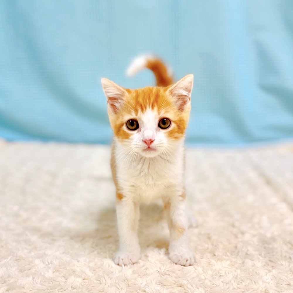 愛知県のスコティッシュフォールド (犬の家＆猫の里一宮店/2026年6月29日生まれ/男の子/レッドタビーホワイト)の子猫の1枚目の画像