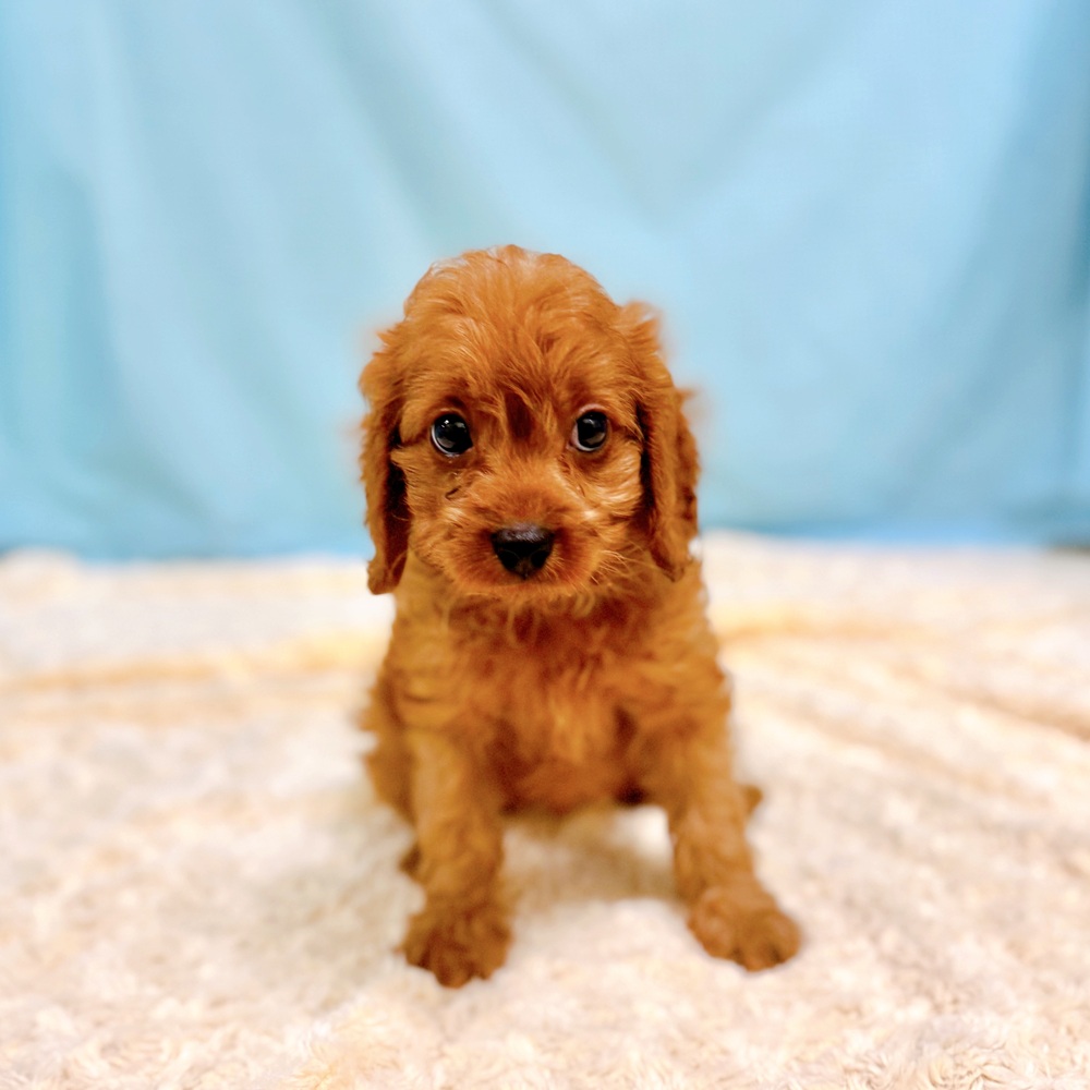 岐阜県のキャバプー(キャバリア×プードル) (犬の家＆猫の里カラフルタウン岐阜店/2026年7月3日生まれ/女の子/レッド)の子犬の1枚目の画像
