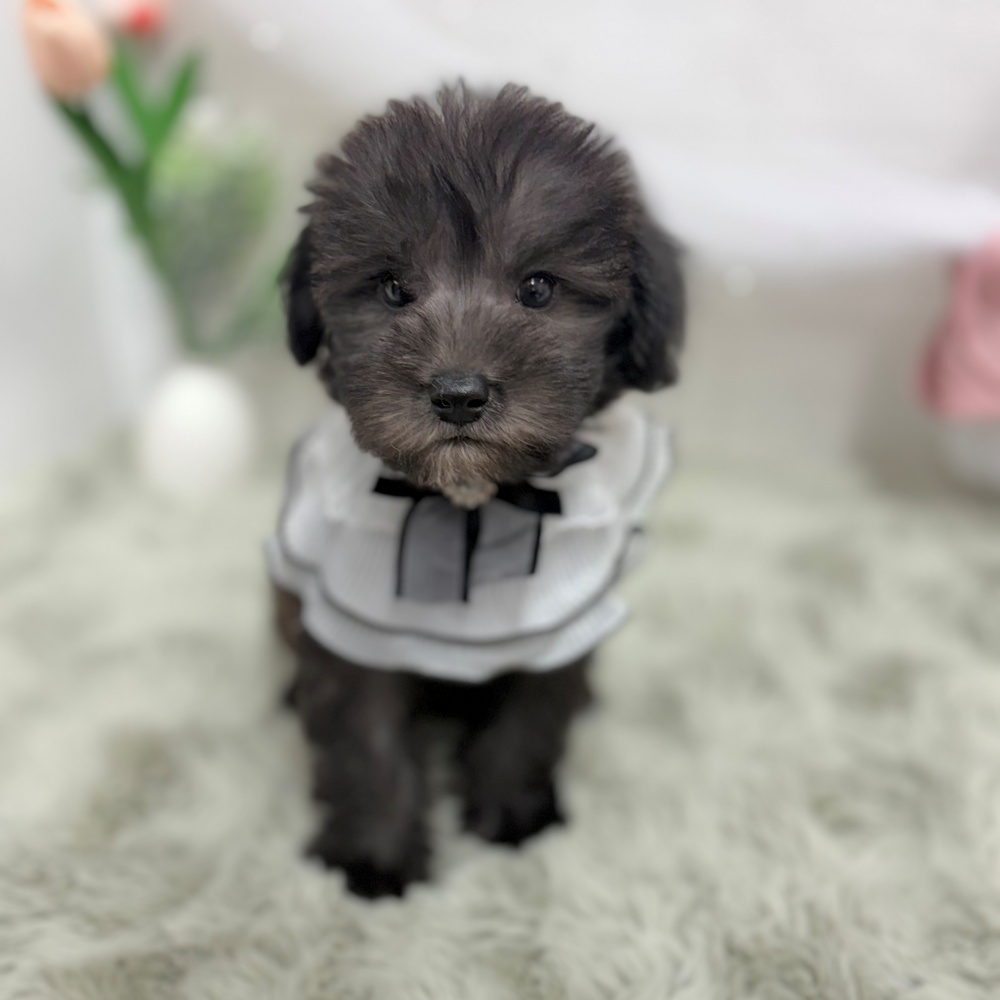 ハーフ犬の写真