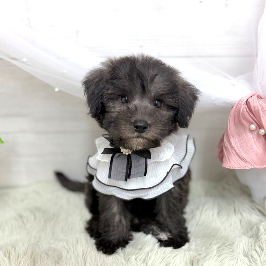 神奈川県のシュナプー(シュナウザー×プードル) (犬の家＆猫の里相模原店/2026年7月5日生まれ/男の子/ブラックホワイト)の子犬の1枚目の画像