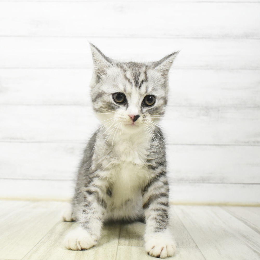 千葉県のミヌエット (犬の家＆猫の里BIGHOPガーデンモール印西店/2026年7月6日生まれ/男の子/シルバータビーホワイト)の子猫の2枚目の画像
