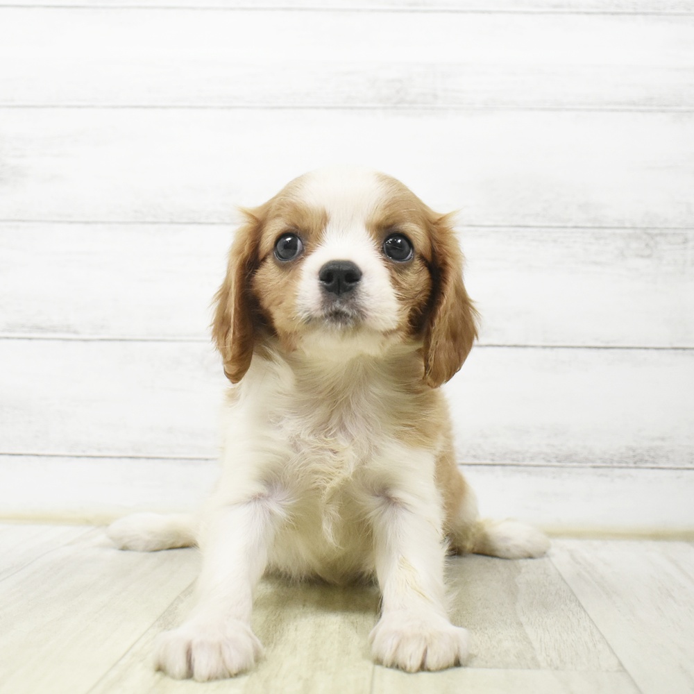 愛知県のキャバリアキングチャールズスパニエル (犬の家＆猫の里岡崎店/2026年7月6日生まれ/女の子/ブレンハイム)の子犬