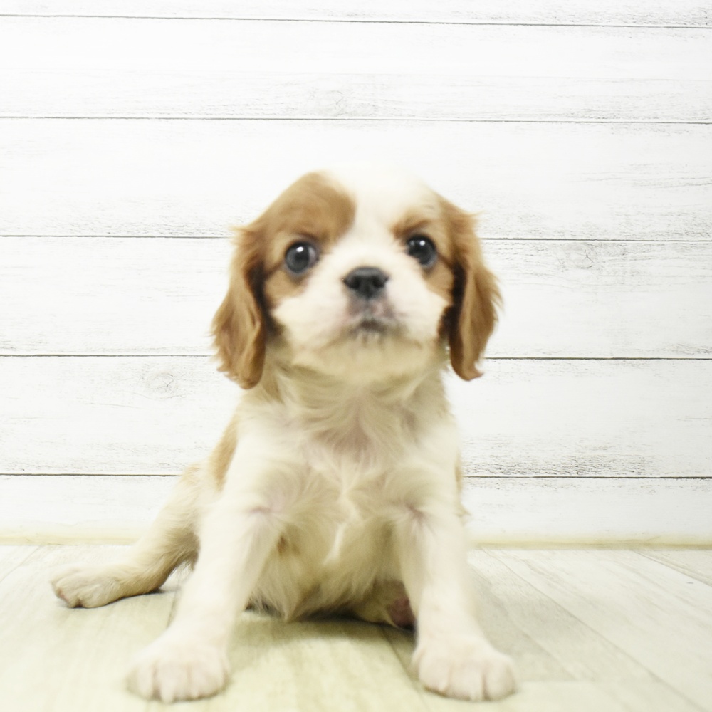 神奈川県のキャバリアキングチャールズスパニエル (犬の家＆猫の里小田原店/2026年7月6日生まれ/女の子/ブレンハイム)の子犬
