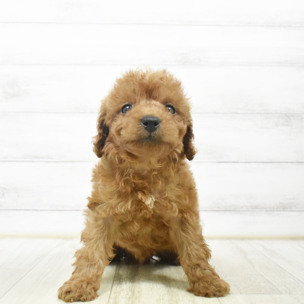 静岡県のトイプードル(トイ) (犬の家＆猫の里マークイズ静岡店/2026年7月7日生まれ/男の子/レッド)の子犬の2枚目の画像