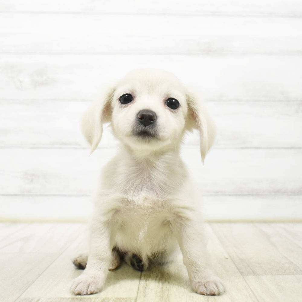 静岡県のチワックス(チワワ×ダックス) (犬の家＆猫の里プレ葉ウォーク浜北店/2026年7月7日生まれ/女の子/イエロー)の子犬