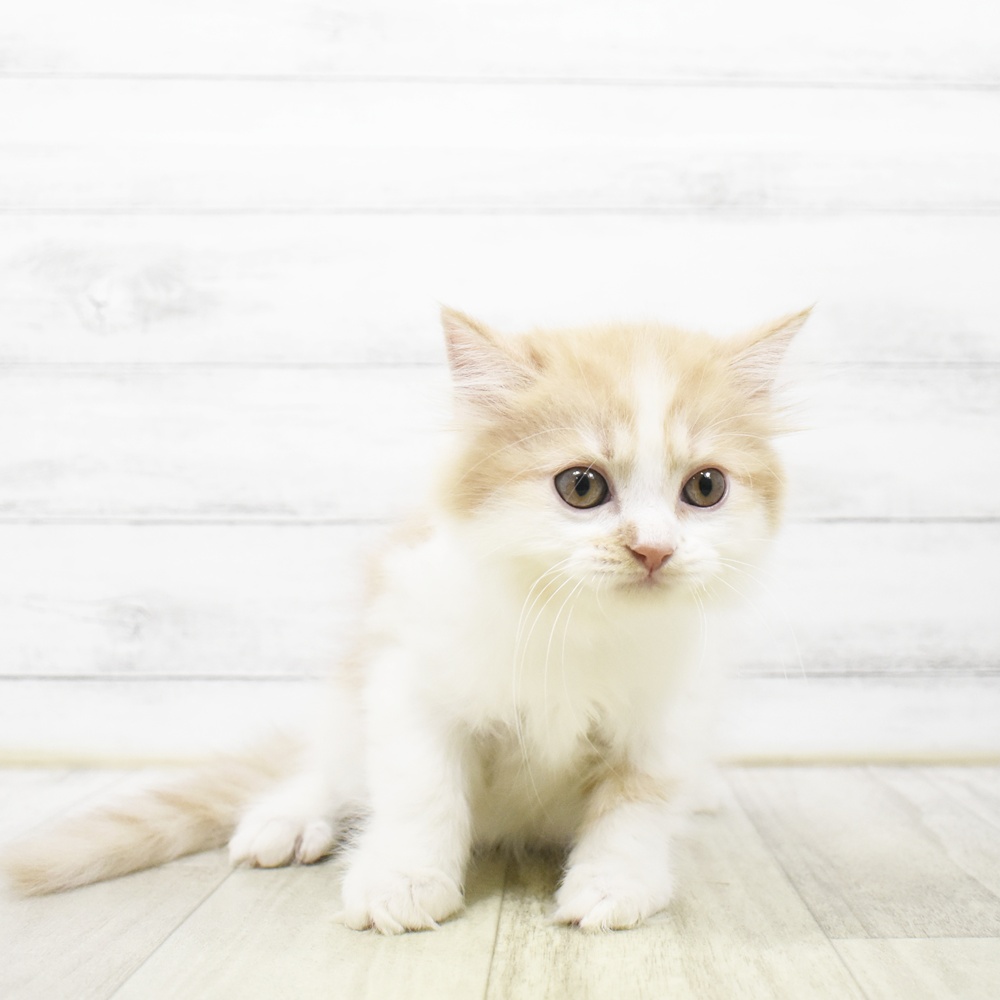 長野県のマンチカン (犬の家＆猫の里カインズ梓川店/2026年6月29日生まれ/男の子/レッドタビーホワイト)の子猫