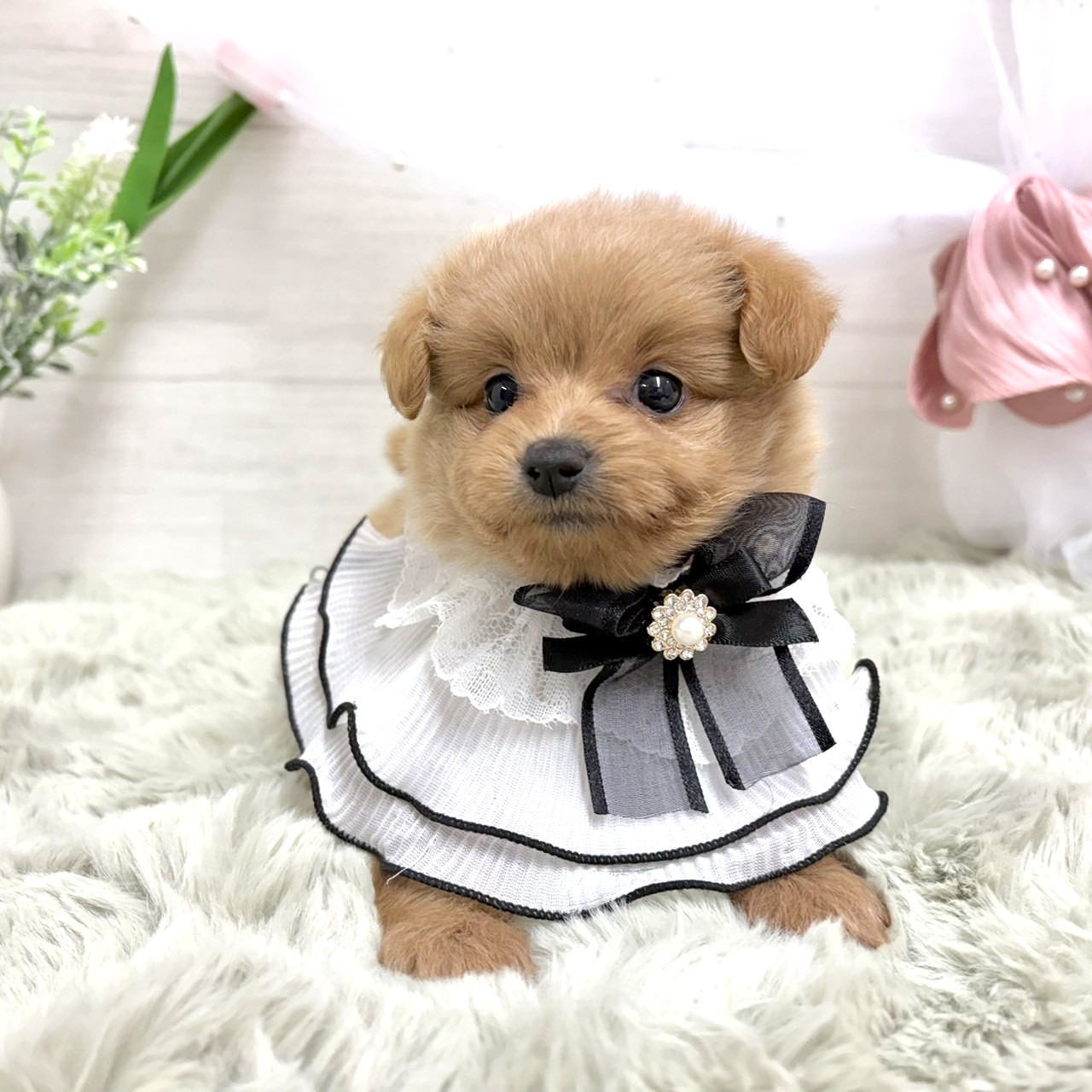 神奈川県のポメプー(ポメラニアン×プードル) (犬の家＆猫の里相模原店/2026年7月7日生まれ/女の子/アプリコット)の子犬の1枚目の画像