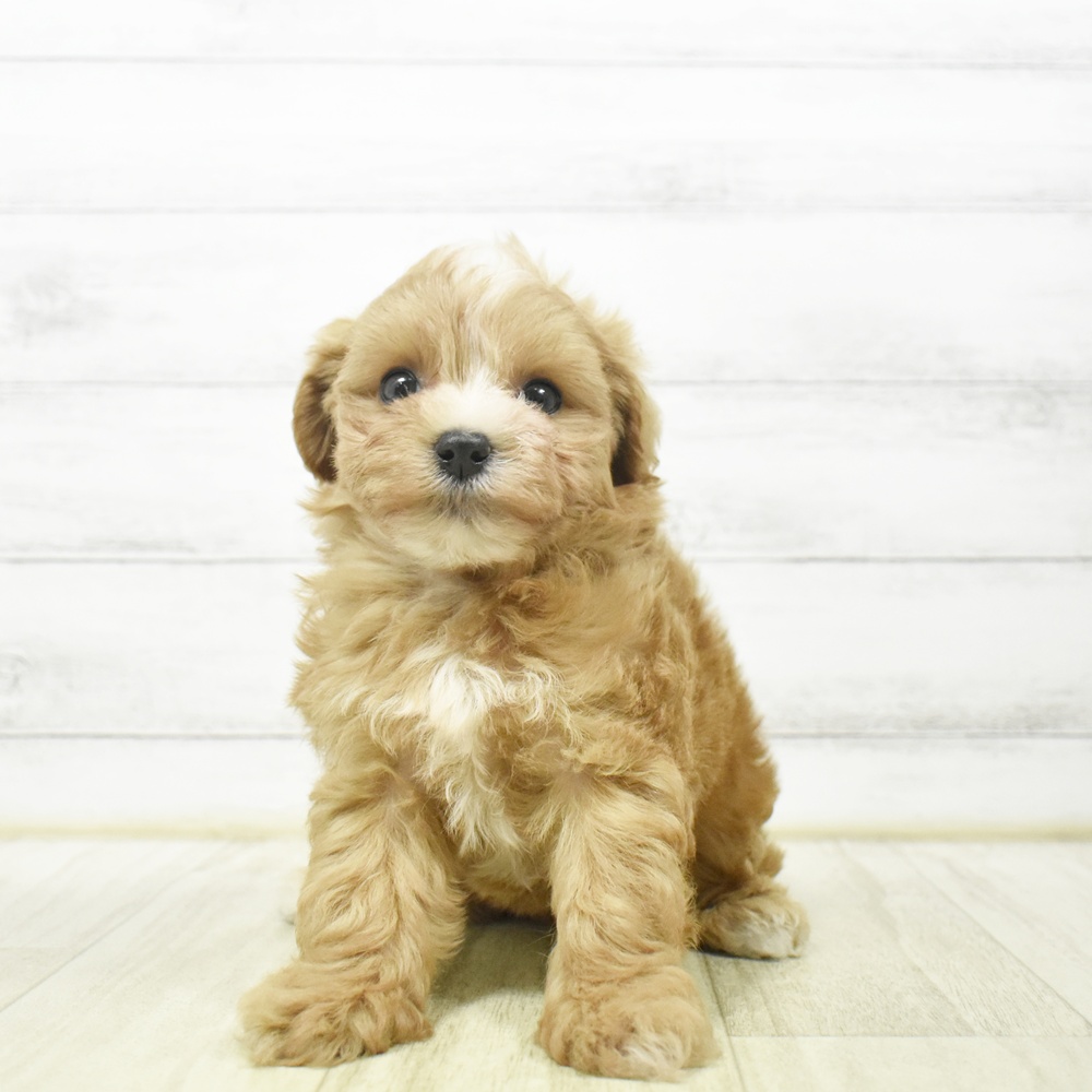 千葉県のマルプー(マルチーズ×プードル) (犬の家＆猫の里ワンズモール稲毛店/2026年7月4日生まれ/女の子/アプリコットホワイト)の子犬