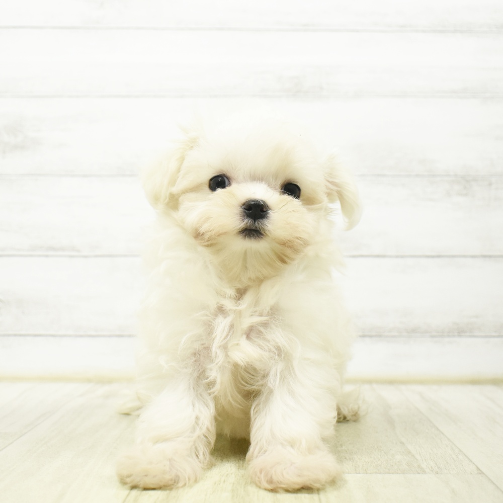 長野県のマルチーズ (犬の家＆猫の里長野店/2026年7月3日生まれ/男の子/ホワイト)の子犬