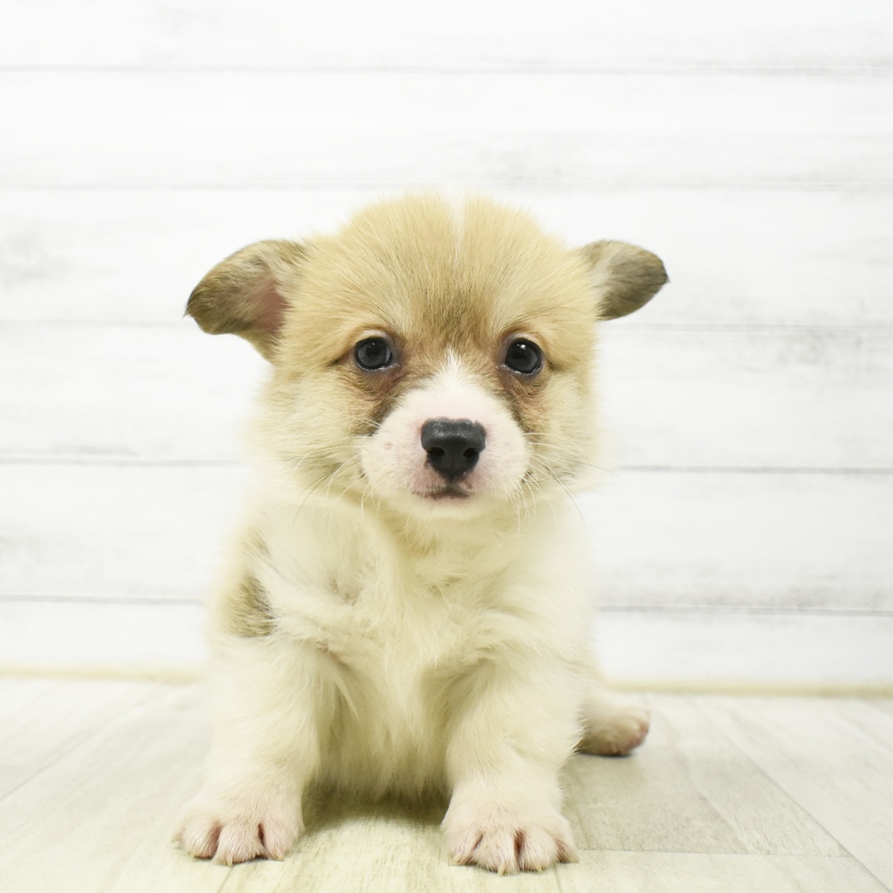 静岡県のウェルシュコーギーペンブローク (犬の家＆猫の里マークイズ静岡店/2026年7月6日生まれ/男の子/レッドホワイト)の子犬