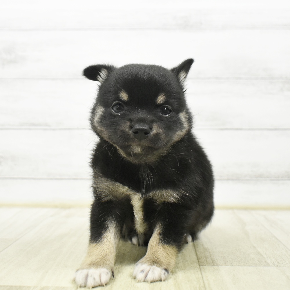 静岡県のチワ柴/柴チワ/チワシバ(チワワ×柴) (犬の家＆猫の里プレ葉ウォーク浜北店/2026年7月6日生まれ/男の子/黒)の子犬の3枚目の画像