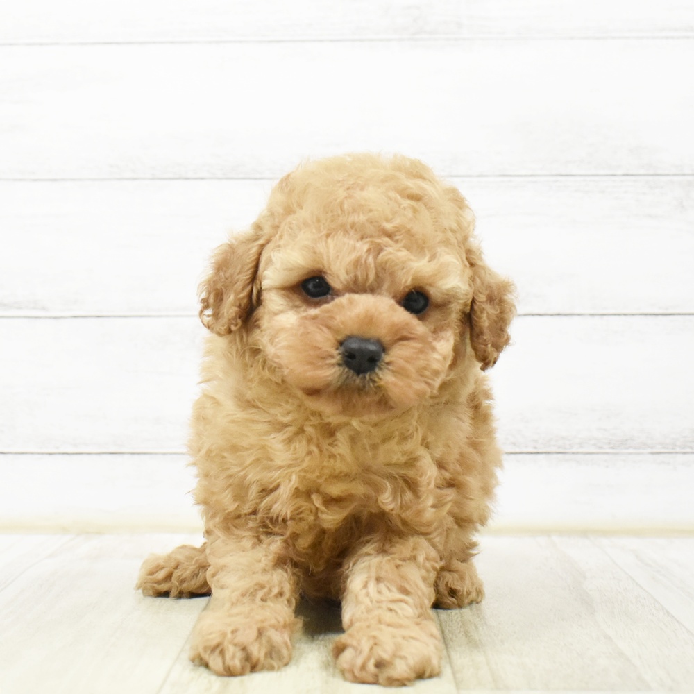 神奈川県のトイプードル(トイ) (犬の家＆猫の里元住吉ブレーメン通り店/2026年7月6日生まれ/男の子/レッド)の子犬