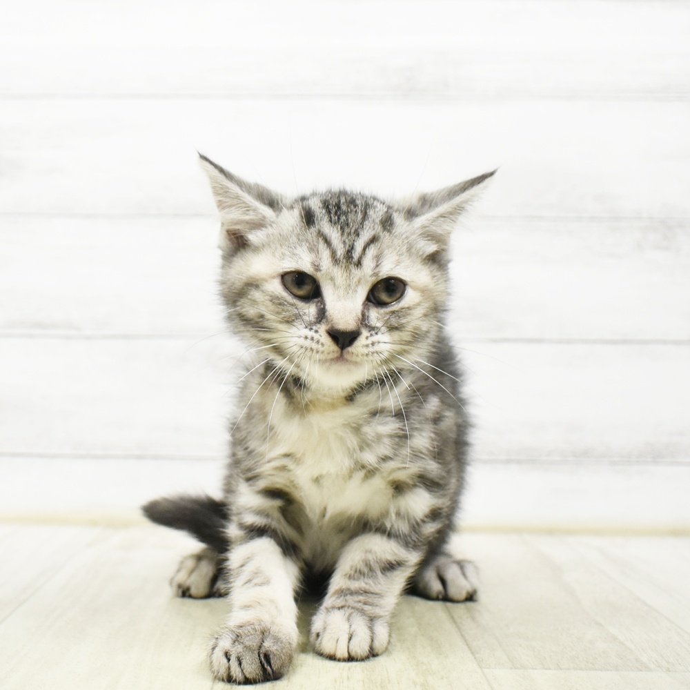 富山県のアメリカンショートヘアー (犬の家＆猫の里アミーゴ山室店/2026年6月30日生まれ/女の子/シルバーパッチドタビー)の子猫