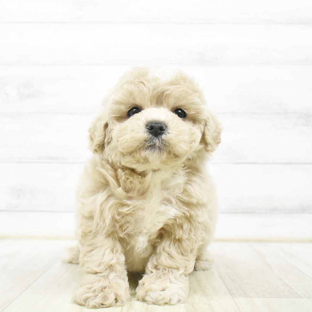 愛知県のビションプー(ビションフリーゼ×プードル) (犬の家＆猫の里安城店/2026年7月7日生まれ/男の子/クリーム)の子犬の2枚目の画像