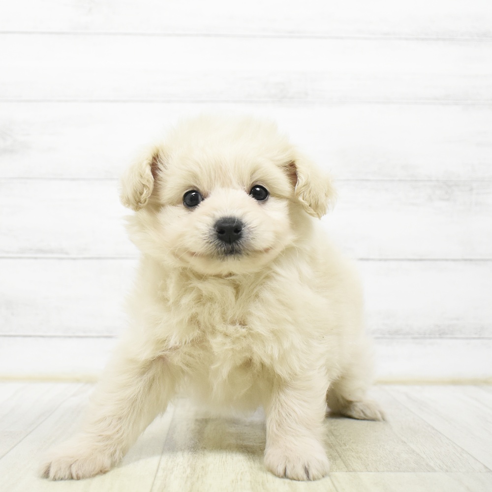 愛知県のポメプー(ポメラニアン×プードル) (犬の家＆猫の里MEGAドン・キホーテ東海名和店/2026年7月6日生まれ/男の子/ホワイト)の子犬の3枚目の画像