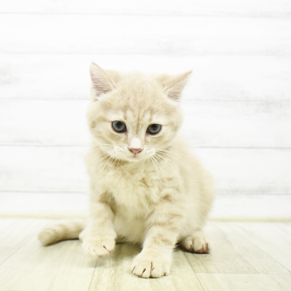 神奈川県のマンチカン (犬の家＆猫の里相模原店/2026年7月7日生まれ/男の子/クリームタビー)の子猫