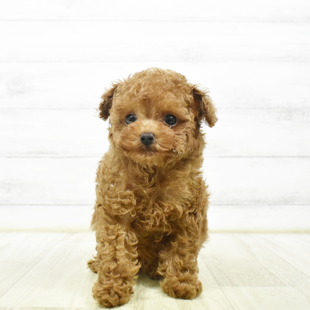 長野県のトイプードル(ティーカップ) (犬の家＆猫の里長野店/2026年7月1日生まれ/男の子/レッド)の子犬