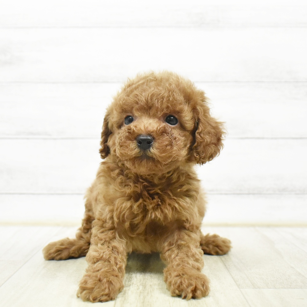 神奈川県のトイプードル(トイ) (犬の家＆猫の里小田原店/2026年7月5日生まれ/男の子/レッド)の子犬